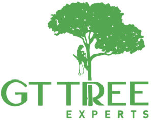 GT Tree Experts
