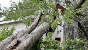 Trees Can Damage Your House and Put Your Family in Danger